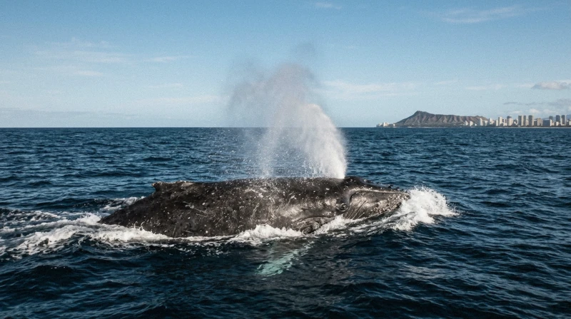A humpback whale surfacing off Waikiki during Oahu whale watching season with the Honolulu skyline on the horizon